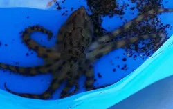 知林(ヶ)島~(ちりんがしま)~ | (いぶすき)観光(ネット)