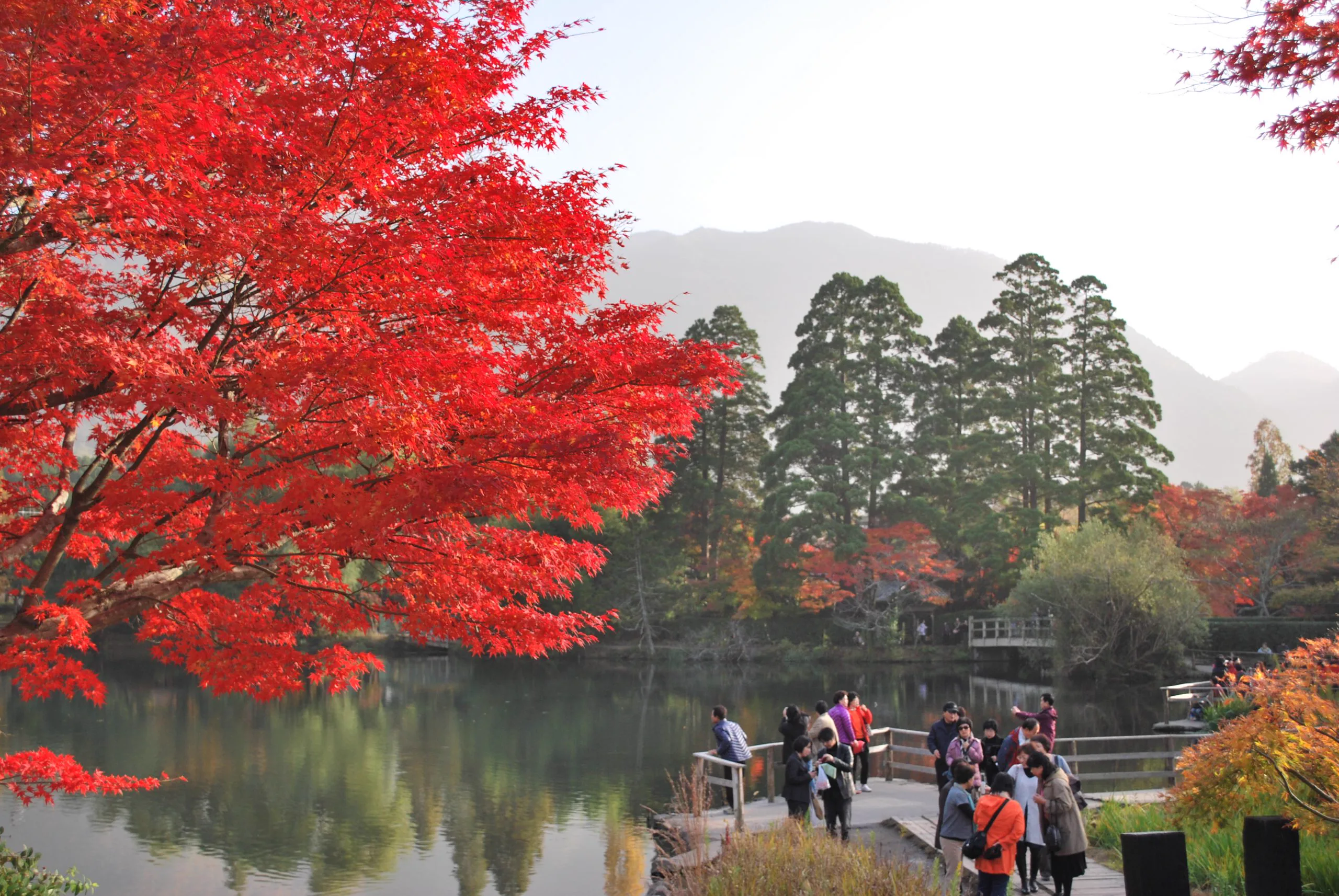2026由布院紅葉季住草庵秋桜值得嗎?本館 vs 獨立別館(離れ)、料理旅館與24小時私人露天怎麼選