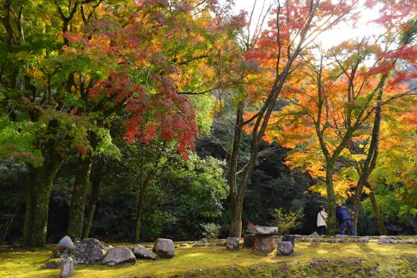 青井岳自然公園紅葉與森林景觀