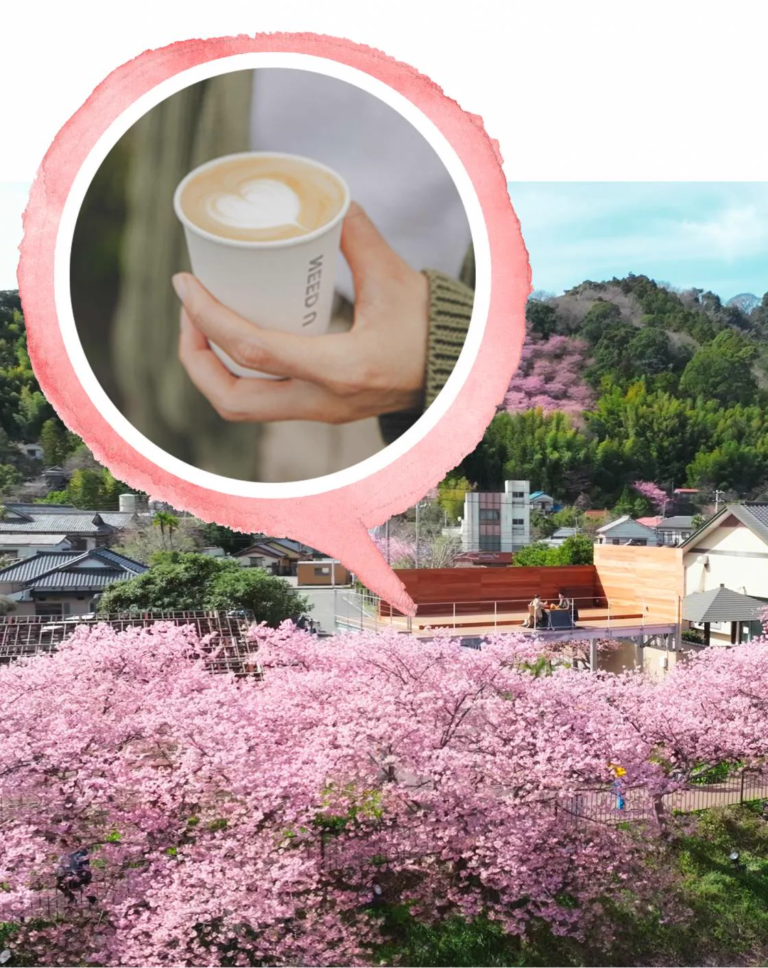 桜(テラス)CAE | (イベント)情報 | 伊豆・河津町観光協會